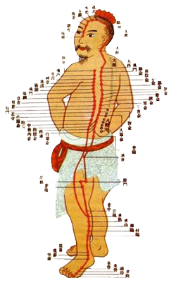 Dibujo de la anatomía humana que señala los puntos de acupuntura